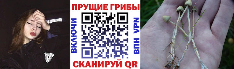 mega как зайти Перевоз Псилоцибиновые грибы Magic Shrooms